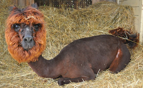 tl_files/Therapie auf vier Beinen/01_images/03_die_tiere/03_die_tiere_bruno.jpg